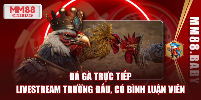 Đá Gà Trực Tiếp - Livestream Trường Đấu, Có Bình Luận Viên