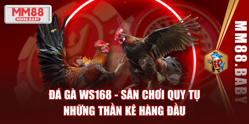 Đá Gà WS168 - Sân Chơi Quy Tụ Những Thần Kê Hàng Đầu