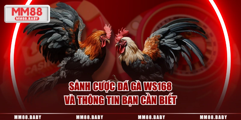Sảnh cược đá gà WS168 và thông tin bạn cần biết
