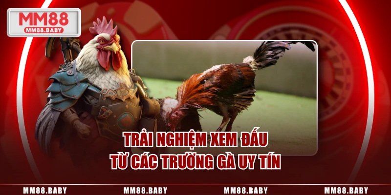 Trải nghiệm xem đấu từ các trường gà uy tín