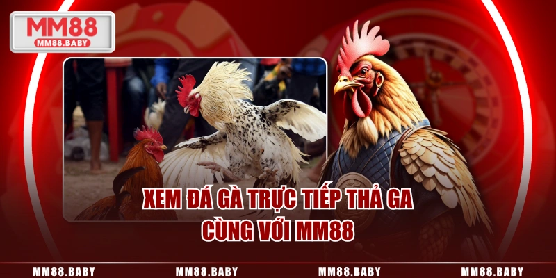 Xem đá gà trực tiếp thả ga cùng với MM88